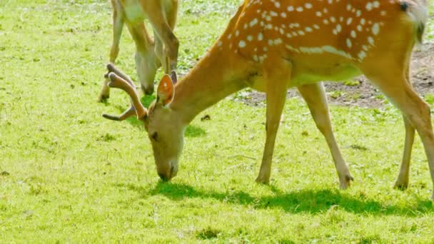 White tailed deer graze in a meadow. wild nature — Stock Video