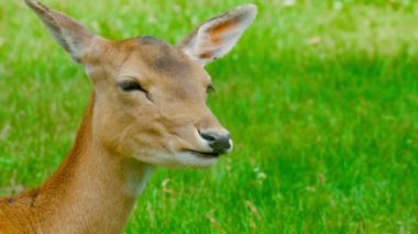 Beyaz kuyruklu geyik bir çayırda otlatmak. vahşi doğa