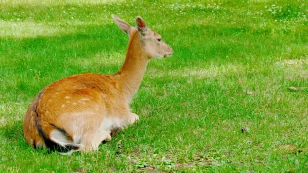 Weißschwanzhirsche grasen auf einer Wiese. Wilde Natur — Stockvideo