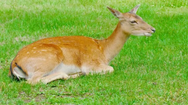 Cervo dalla coda bianca pascolare in un prato. natura selvaggia — Video Stock