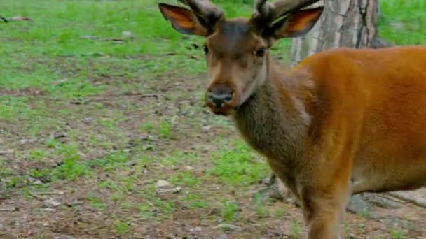 Ciervos rojos en el bosque — Vídeos de Stock