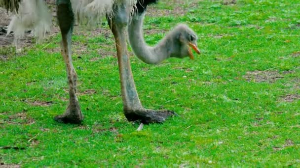 Struisvogel in het wild — Stockvideo