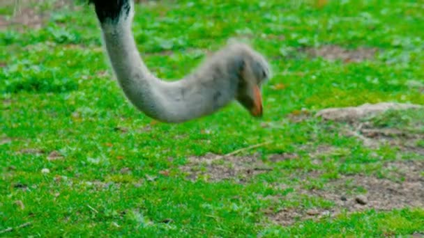 Avestruz en la naturaleza — Vídeos de Stock