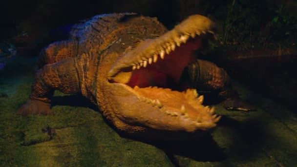 Ужасный большой крокодил в ночи — стоковое видео