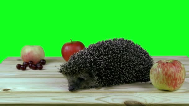 Europäischer Igel. 4k Green Screen Filmmaterial. Schuss auf die Latte — Stockvideo