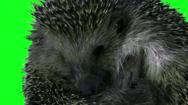 European hedgehog. 4K Green screen footage. Shot on BMCC — Stock Video