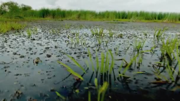 Swimming on the lake. Cinema camera footage. — Stock Video