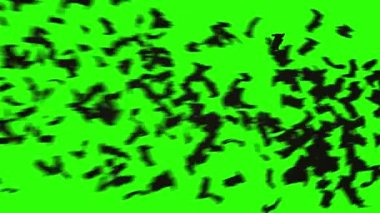 yarasa sürüsü. Kuşlar sürüsü. mistik Cadılar Bayramı kavramı. yeşil ekran görüntüleri
