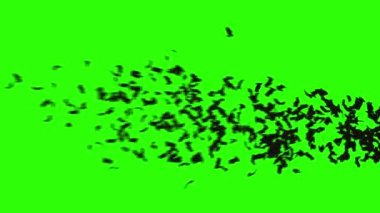 yarasa sürüsü. Kuşlar sürüsü. mistik Cadılar Bayramı kavramı. yeşil ekran görüntüleri