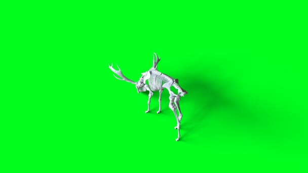 Animasi tengkorak rusa di layar hijau. Isolasi. Animasi 4k realistis. — Stok Video