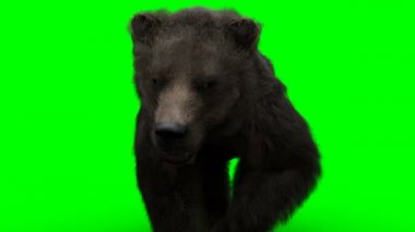 Yürüyen ayı. Yeşil Ekran Gerçekçi Canlandırma.