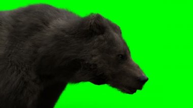 Yürüyen ayı. Yeşil Ekran Gerçekçi Canlandırma.