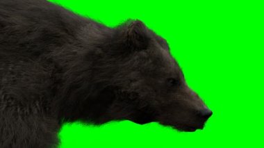 Yürüyen ayı. Yeşil Ekran Gerçekçi Canlandırma.