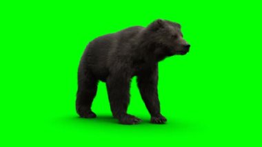 Ayakta duran ayı. Yeşil Ekran Gerçekçi Canlandırma.