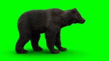 Ayakta duran ayı. Yeşil Ekran Gerçekçi Canlandırma.