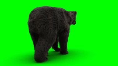 Ayakta duran ayı. Yeşil Ekran Gerçekçi Canlandırma.