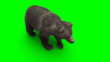 Ayakta duran ayı. Yeşil Ekran Gerçekçi Canlandırma.