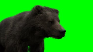 Ayakta duran ayı. Yeşil Ekran Gerçekçi Canlandırma.