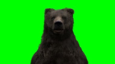 Ayakta duran ayı. Yeşil Ekran Gerçekçi Canlandırma.