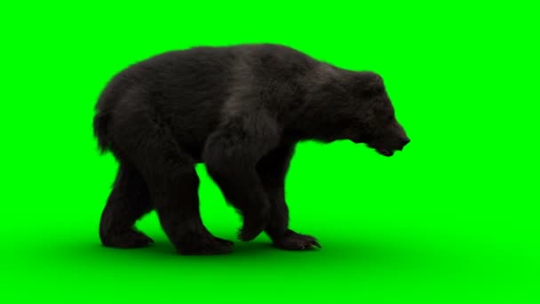 Urso ambulante. Tela verde animação realista. — Vídeo de Stock