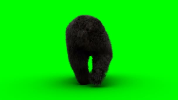 Ursul care merge. Ecran verde animație realistă . — Videoclip de stoc