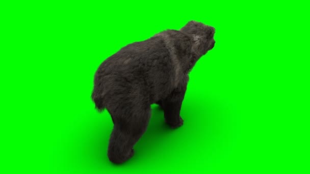 Orso in piedi. Animazione realistica schermo verde. — Video Stock