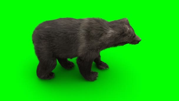 熊だ。緑の画面リアルなアニメーション. — ストック動画
