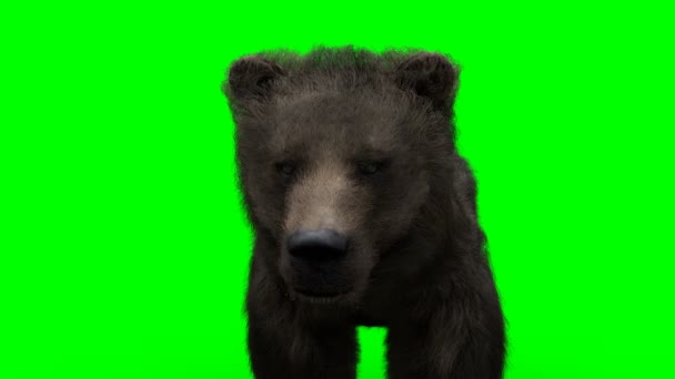 Urso de pé. Tela verde animação realista. — Vídeo de Stock