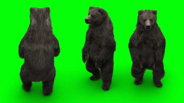 Orso in piedi. Animazione realistica schermo verde. — Video Stock