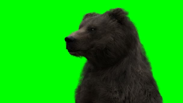 Álló medve. Zöld képernyő reális animáció. — Stock videók