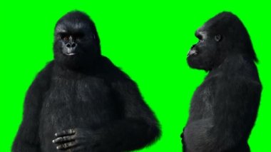 Komik konuşan goril. Gerçekçi kürk. Yeşil Ekran Canlandırması.