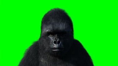 Komik goril. Gerçekçi kürk. Yeşil Ekran Canlandırması.