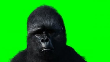 Ne yazık ki goril dili. Gerçekçi kürk. Yeşil Ekran Canlandırması.
