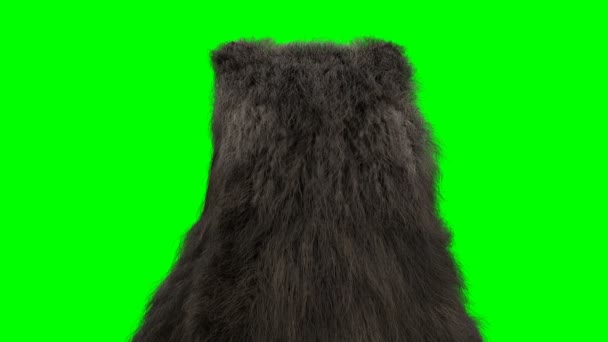 Стоящий медведь. Анимация на зелёном экране. — стоковое видео