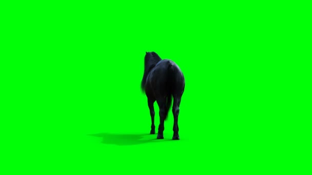 Cheval noir debout. Écran vert animation réaliste. — Video