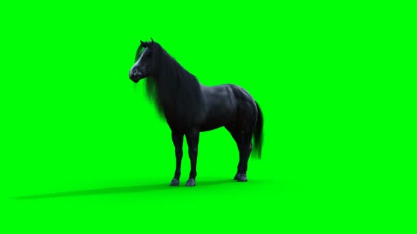 Caballo negro de pie. Animación realista de pantalla verde. — Vídeos de Stock