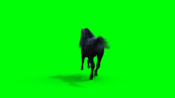 Een rennend zwart paard. Groene scherm realistische animatie. — Stockvideo