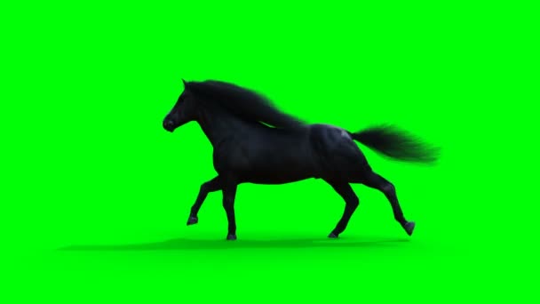 Бегущая черная лошадь. Анимация на зелёном экране. — стоковое видео