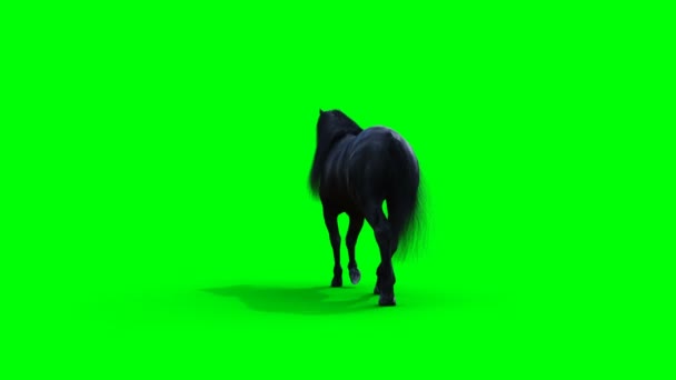 Ходячая черная лошадь. Анимация на зелёном экране. — стоковое видео