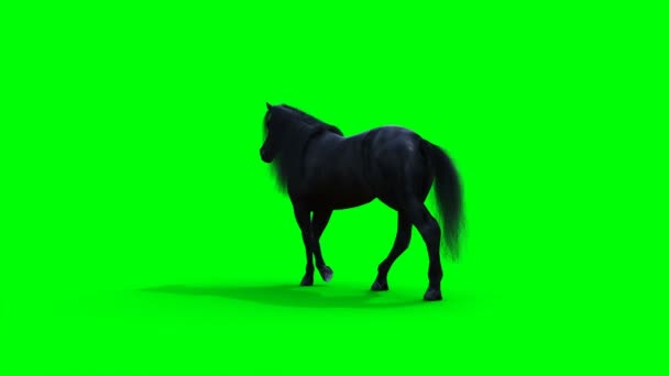 Caballo negro caminando. Animación realista de pantalla verde. — Vídeos de Stock