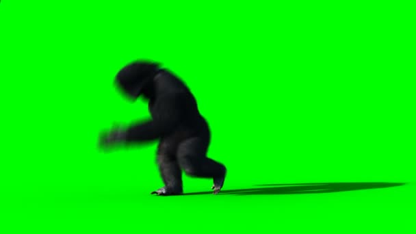 Leuke dansende gorilla. Realistische vacht. Groen scherm animatie. — Stockvideo