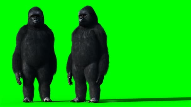 Beszélő gorilla. Reális szőrme. Zöld képernyős animáció. — Stock videók