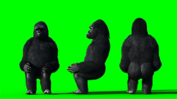 Grappige gorilla. Realistische vacht. Groen scherm animatie. — Stockvideo