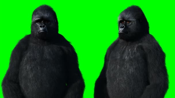 可悲的说大猩猩。现实的毛皮。绿色屏幕动画. — 图库视频影像