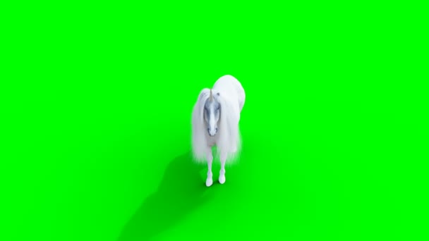 De pie unicornio mágico blanco. Animación realista de pantalla verde. — Vídeo de stock