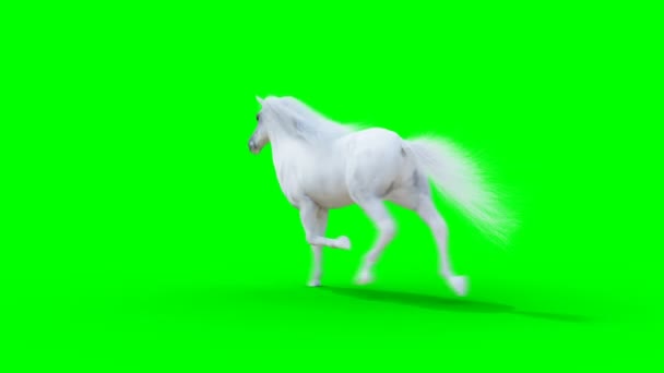 Caballo blanco corriendo. Animación realista de pantalla verde. — Vídeos de Stock