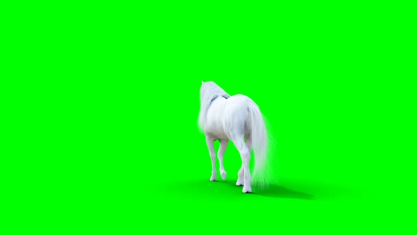 Ходячая белая лошадь. Анимация на зелёном экране. — стоковое видео