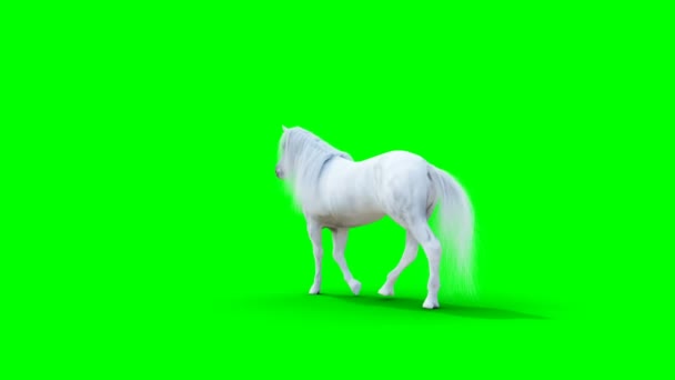 Cheval blanc qui marche. Écran vert animation réaliste. — Video