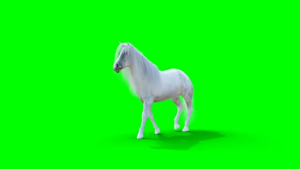 Cheval blanc qui marche. Écran vert animation réaliste. — Video