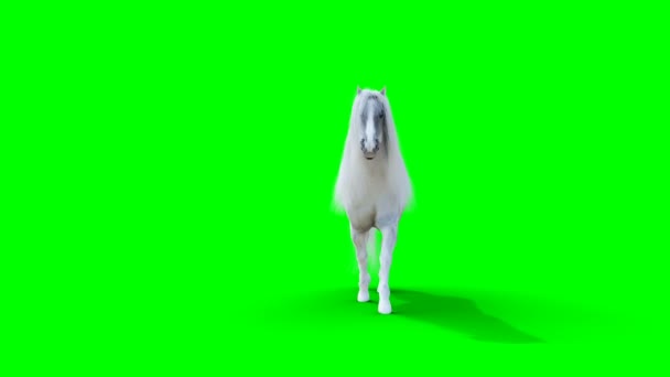 Caballo blanco caminando. Animación realista de pantalla verde. — Vídeos de Stock
